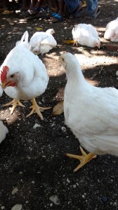 IMG_20160810_145335224